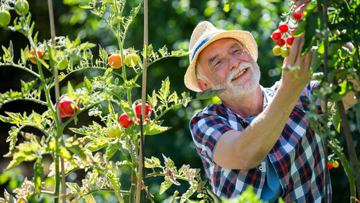 Älterer Mann schneidet Tomaten im Garten